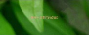 猫咪一定要打的疫苗