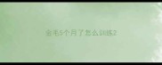 金毛5个月了怎么训练