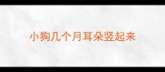 小狗几个月耳朵竖起来