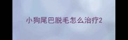 小狗尾巴脱毛怎么治疗
