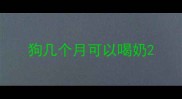 狗几个月可以喝奶