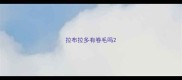 拉布拉多有卷毛吗