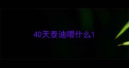 40天泰迪喂什么