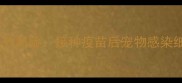 细小病毒疫苗失效风险接种疫苗后宠物感染细小该怎么办