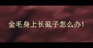 金毛身上长虱子怎么办