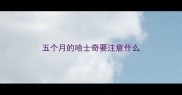 五个月的哈士奇要注意什么