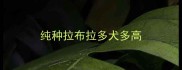 纯种拉布拉多犬多高