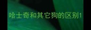 哈士奇和其它狗的区别