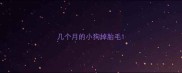 几个月的小狗掉胎毛