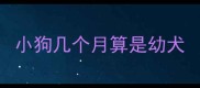 小狗几个月算是幼犬