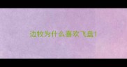 边牧为什么喜欢飞盘