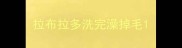 拉布拉多洗完澡掉毛