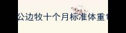 公边牧十个月标准体重