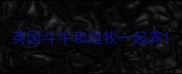 英国斗牛和边牧一起养