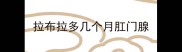 拉布拉多几个月肛门腺