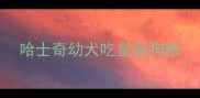 哈士奇幼犬吃皇家狗粮