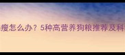 边牧体型偏瘦怎么办5种高营养狗粮推荐及科学喂养指南
