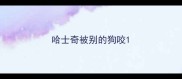 哈士奇被别的狗咬