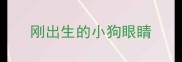 刚出生的小狗眼睛