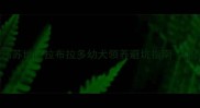 新手必看江苏地区拉布拉多幼犬领养避坑指南附选购清单