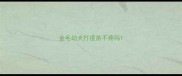 金毛幼犬打疫苗不疼吗