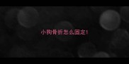 小狗骨折怎么固定