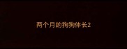 两个月的狗狗体长
