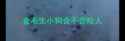 金毛生小狗会不会咬人