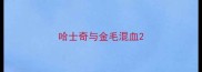 哈士奇与金毛混血