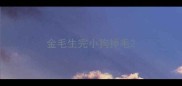 金毛生完小狗掉毛