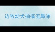 边牧幼犬抽搐流鼻涕