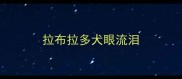 拉布拉多犬眼流泪