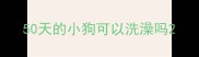50天的小狗可以洗澡吗