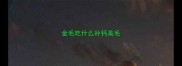 金毛吃什么补钙美毛
