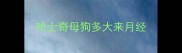 哈士奇母狗多大来月经
