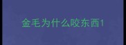 金毛为什么咬东西