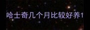 哈士奇几个月比较好养