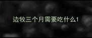 边牧三个月需要吃什么