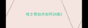 哈士奇幼犬如何训练