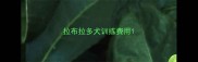 拉布拉多犬训练费用