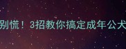 边牧半夜狂吠别慌3招教你搞定成年公犬的狼嚎问题