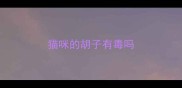 猫咪的胡子有毒吗