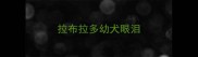 拉布拉多幼犬眼泪