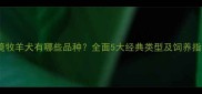 边境牧羊犬有哪些品种全面5大经典类型及饲养指南