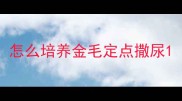 怎么培养金毛定点撒尿