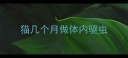 猫几个月做体内驱虫