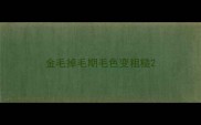 金毛掉毛期毛色变粗糙