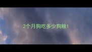 2个月狗吃多少狗粮