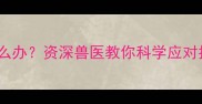 拉布拉多幼犬嗜睡拒食怎么办资深兽医教你科学应对指南附饮食调整方案