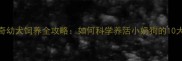 哈士奇幼犬饲养全攻略如何科学养活小奶狗的10大关键